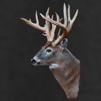 Wildlife The Boss Deer Head 11oz C Handle Ceramic Mug