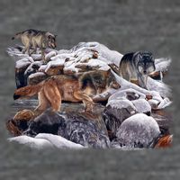 Wildlife Wolf Creek 7 Panel Mesh Trucker Snapback Hat