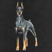Watercolor Portrait Doberman Pinscher For Dog Owners Golf Towel