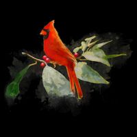 Wild Red Cardinal Bird Poster