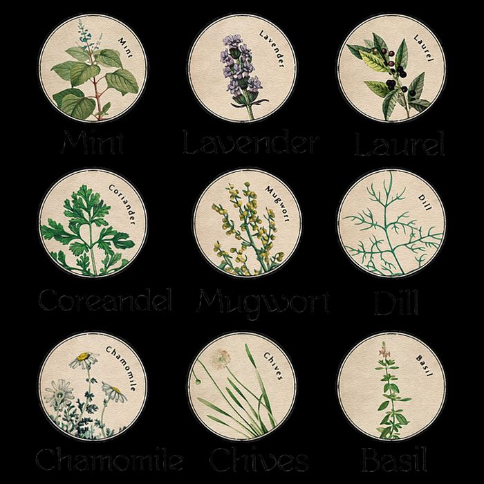 Women Right Equality Health Herbs Herbalist Plant Lover 16 in Basic Backpack