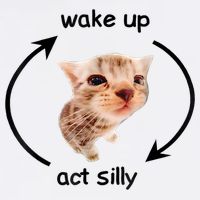 Wake Up Act Silly Cat Meme Sweatshirt