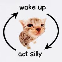 Wake Up Act Silly Cat Wake Up Act Silly Cat Button
