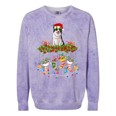 Xmas Light Santa Hat With Xmas Sock Border Collie Dog Lovers Gift Colorblast Crewneck Sweatshirt