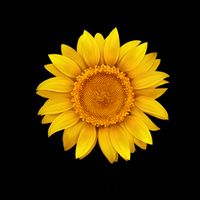 You Are My Sunshine Sunflower Mug