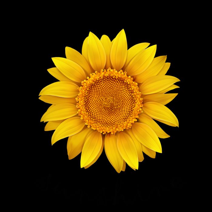 You Are My Sunshine Sunflower Mug