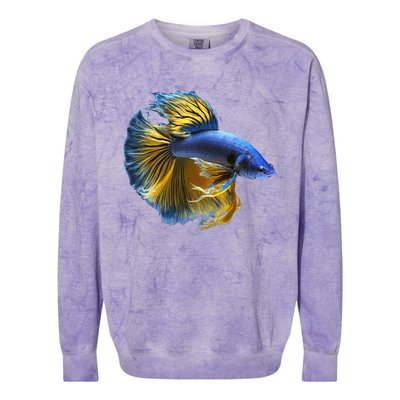 Yellow & Blue Siamese Fighting Betta Fish Aquarium Owner Colorblast Crewneck Sweatshirt