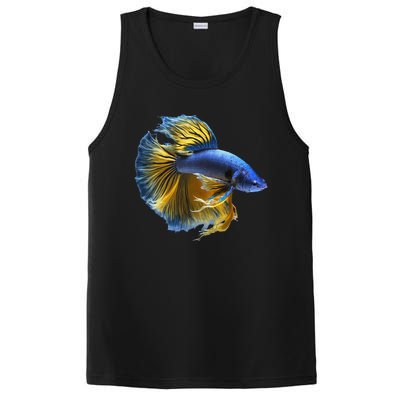 Yellow & Blue Siamese Fighting Betta Fish Aquarium Owner PosiCharge Competitor Tank