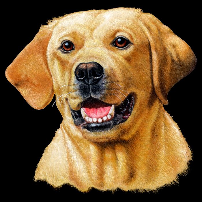 Yellow Lab Baby Bodysuit