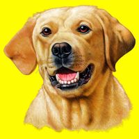 Yellow Lab 11oz C Handle Ceramic Mug