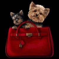 Yorki Dogs in Bag 16 in Basic Backpack