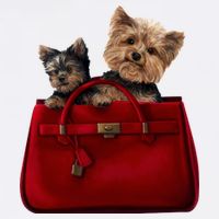 Yorki Dogs in Bag Flat Bill Trucker Hat