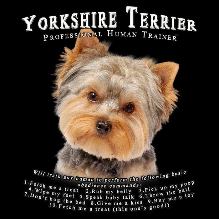 Yorkshire Terrier Yorkie Owner Lover Human Trainer Backpack